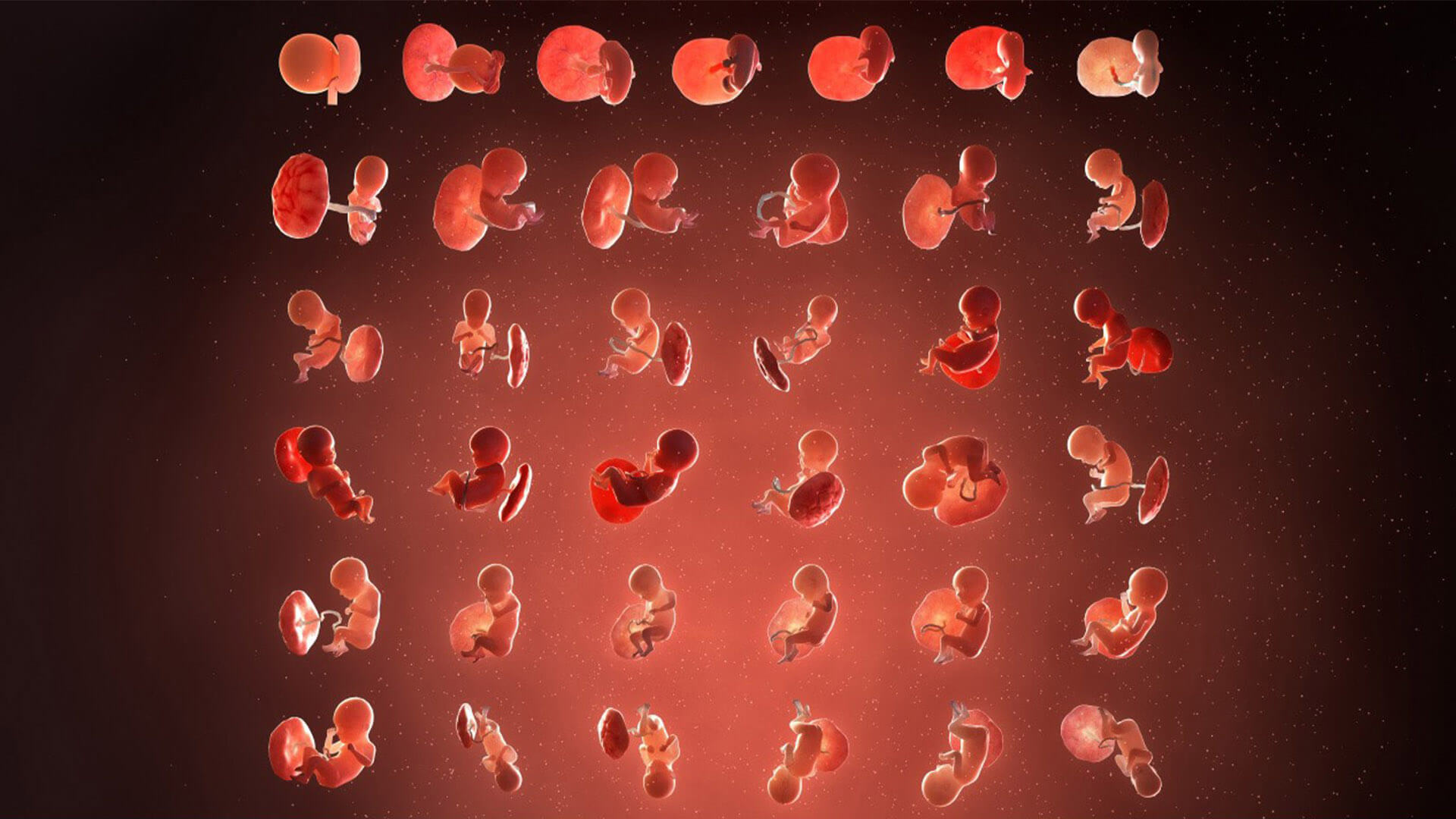 体验医学三维动画的魅力：身体结构一览无余！@BEVICTOR伟德科技