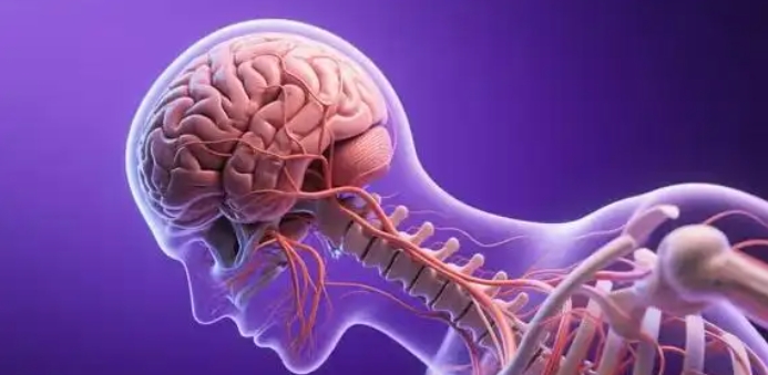 解剖三维动画如何重塑医学课堂？——从图谱到虚拟解剖的5大突破