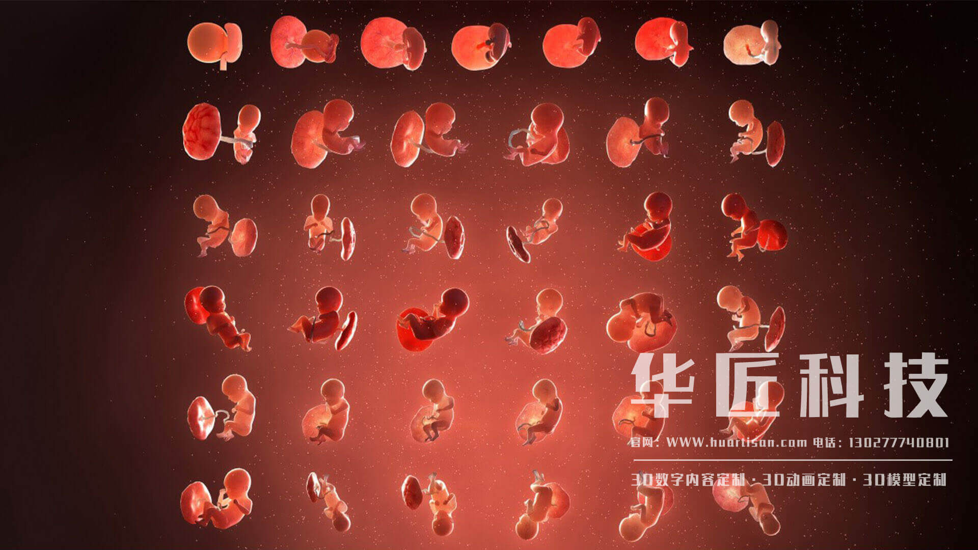 胚胎发育过程动画